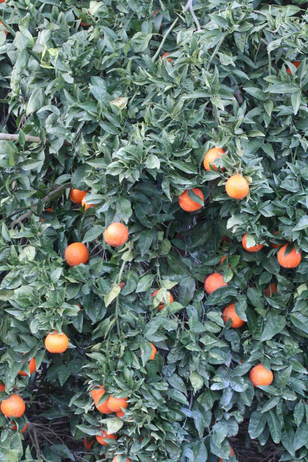              Habit (Lindcove, CA)       